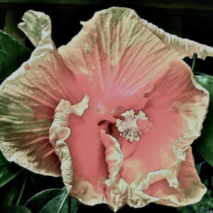 Psychedelic Flower