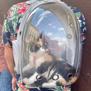 Mexican Cat
