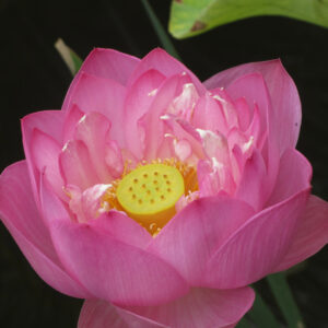 Lotus Flower 1