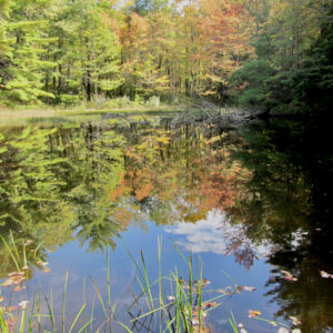 Reflection 1