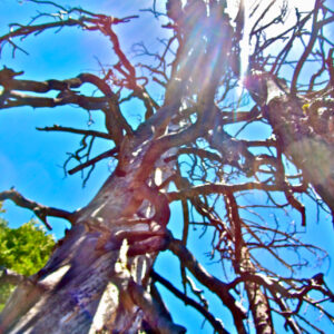 Yosemite Tree