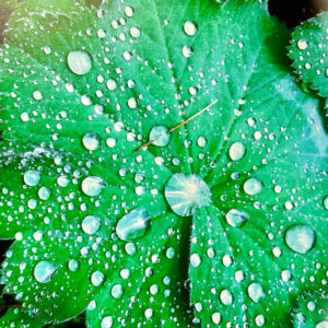 Summer Rain 2