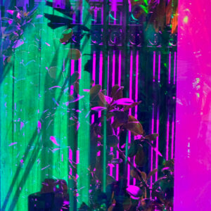 Miami Beach Flamingo 2