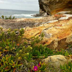 Royal National Park