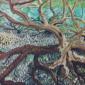 Mangrove Tree Australia