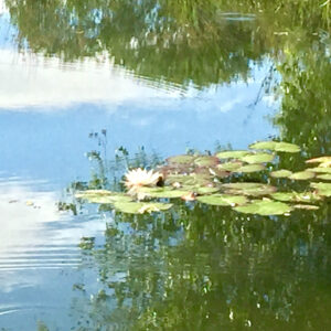 Lily Pond 1