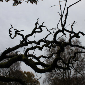 Wild Winter