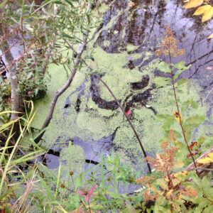 Reflection 6