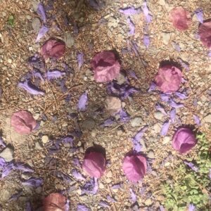 Sidewalk Flowers