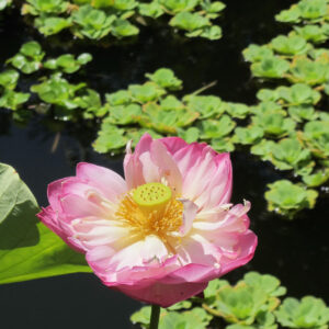 Lotus Flower 2