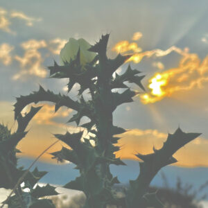 Desert Rose
