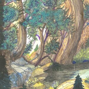 Redwood Forest